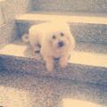 https://be.holidog.com/ImagesPetSitters/F513EFD4-ED97-4FDB-92B8-35A577A328F1_square_120.jpg Un-grande-amore-per-gli-animali.--24536-3