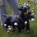 https://be.holidog.com/ImagesPetSitters/F61B41B8-4942-450C-9967-D2BBA3C05479_square_120.jpg Mara-&-Nana-25689-3