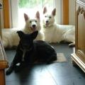 https://be.holidog.com/ImagesPetSitters/F67B33D5-A1AE-4D32-92BE-E181C34C99AF_square_120.jpg Home-sweet-home..-11925-2