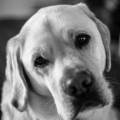 https://be.holidog.com/ImagesPetSitters/F7D11D3D-4746-4ABF-BB14-0E7C8983C0C3_square_120.jpg 35550-0
