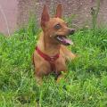 https://be.holidog.com/ImagesPetSitters/F9170B5E-4EB5-4210-AE56-0FD28692F676_square_120.jpg Nuova-amica-per-il-tuo-cucciolo!-1995-0
