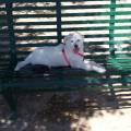 https://be.holidog.com/ImagesPetSitters/FA3FEE2F-E9E5-4D8E-BFCB-613206D256CE_square_120.jpg GIARDINO-E-AREA-CANI-40230-2