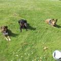 https://be.holidog.com/ImagesPetSitters/FA69A017-0215-4431-8353-E969D19C22C5_square_120.jpg garde-vos-boules-de-poils-82032-0