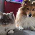 https://be.holidog.com/ImagesPetSitters/FB06B27B-4124-42D7-BB6D-3079454891AA_square_120.jpg La-Thasilys-332021-1