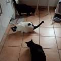 https://be.holidog.com/ImagesPetSitters/FC1DB06D-C966-42FB-A670-7164248AD076_square_120.jpg Chat-lut-!-43064-2