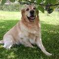 https://be.holidog.com/ImagesPetSitters/FCDAB7AA-0C6B-4F89-9076-EB0EDB901234_square_120.jpg J'ai-28-ans,-en-couple.-1353-1