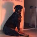 https://be.holidog.com/ImagesPetSitters/FD029BF5-A647-43FE-BA1C-283620221FDC_square_120.jpg L'animal-sera-chez-lui,-chez-moi-152541-3