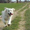https://be.holidog.com/ImagesPetSitters/FE31BDE1-A8CD-4711-B426-4728FCE4B88F_square_120.jpg Toutou'-content-83416-0