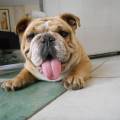 https://be.holidog.com/ImagesPetSitters/FEAF3ADC-F5B8-4E10-990D-03B964C0204F_square_120.jpg Garde-d'animaux--41991-1