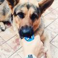 https://be.holidog.com/ImagesPetSitters/FF09971C-328A-4695-B7F6-BD8E89975142_square_120.jpg Vos-toutous-entre-mes-mains-37547-0