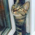 https://be.holidog.com/ImagesPetSitters/FF2F1EDD-02F4-4948-B31B-D9AC2EE8B992_square_120.jpg Nos-amis-les-animaux--192134-2