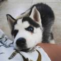 https://be.holidog.com/ImagesPetSitters/FF90E27B-CEFF-4BF8-B649-4FB9B40D32DD_square_120.jpg Dog's-Best-Friend-73444-1
