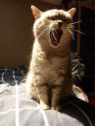 pet-sitter bru olivia 3b2df545-eef8-4313-9315-a9862a6b93a3